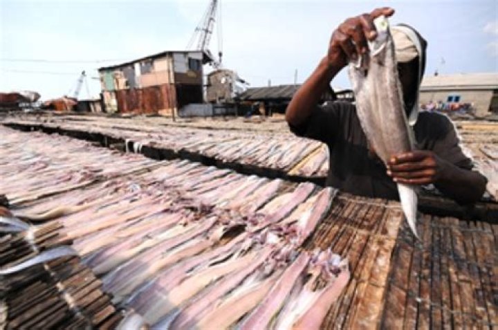 Bengkulu Exports Layur Fish to Japan