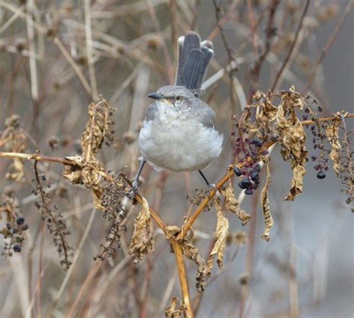 Bird of the Month: Northern Mockingbird