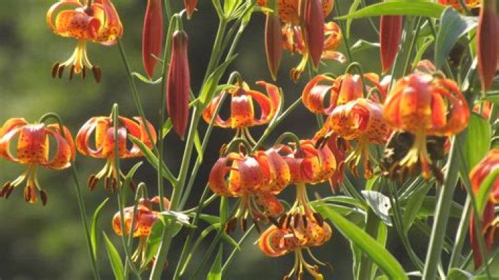 Bold gardeners grow native spider lilies
