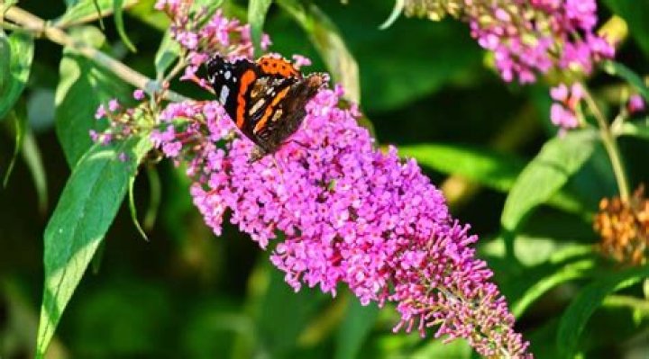 Butterfly Bush Makes Great Cut Flowers