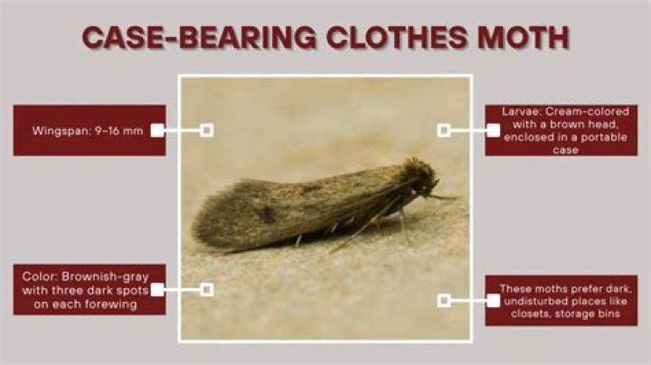 Case-bearing Clothes Moth, Vol. 9, No. 01