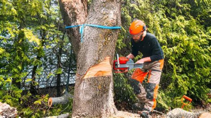 Chain Saw Safety: Tree Felling