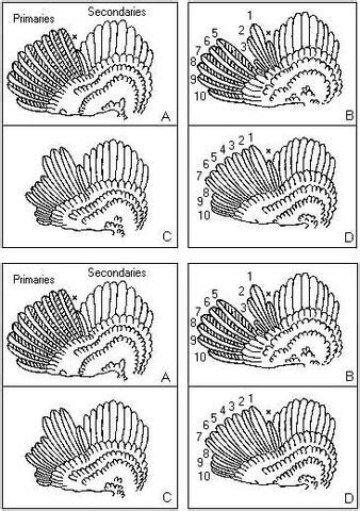 Culling Hens | Mississippi State University Extension Service
