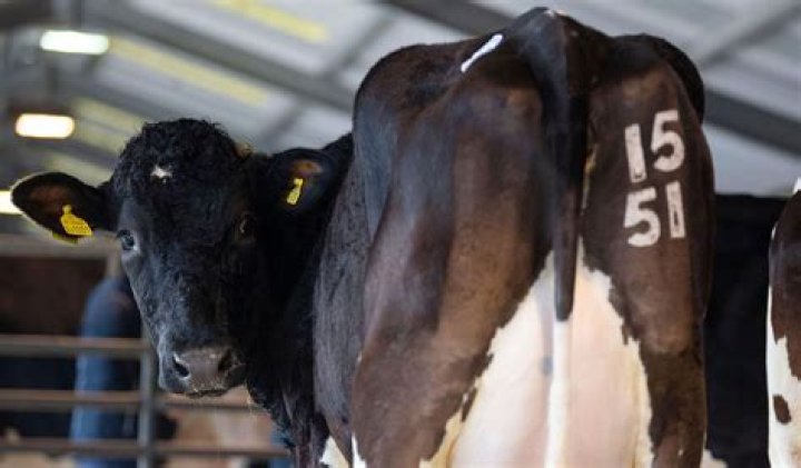 Freeze Branding Beef Cattle | Mississippi State University Extension Service