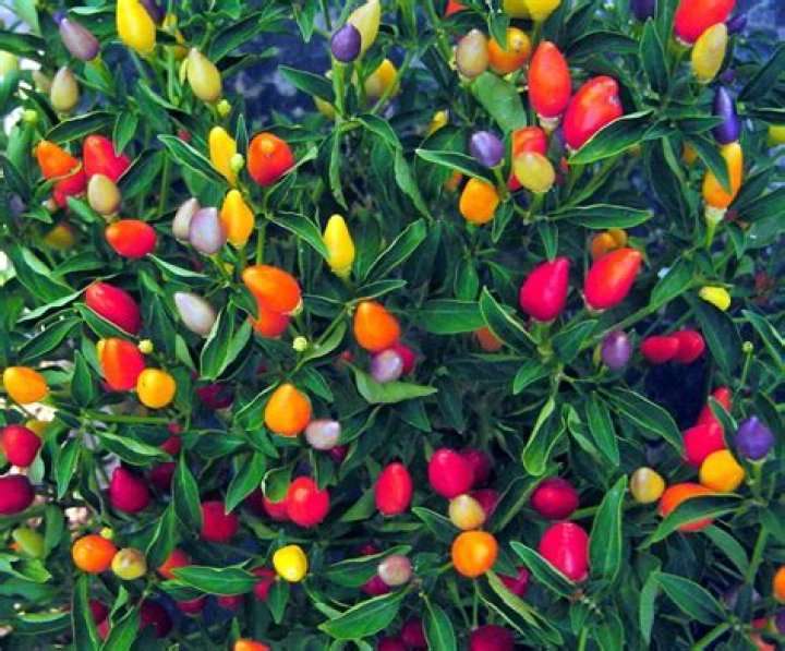 Hot Ornamental Peppers | Mississippi State University Extension Service