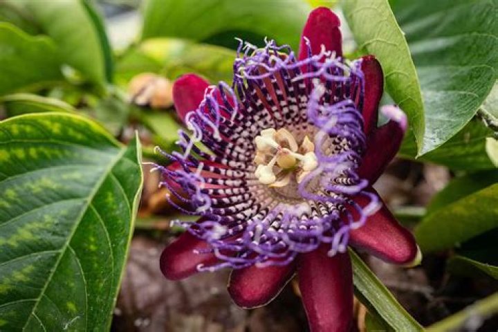 Passionflower vines yield exotic blooms