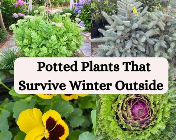 Peas, greens thrive in winter gardens
