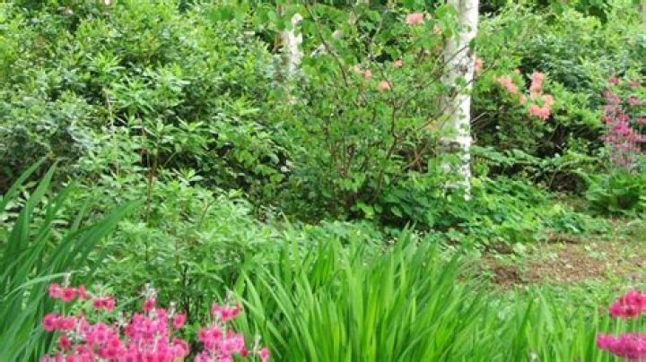 Plants for Privacy | Mississippi State University Extension Service