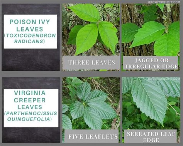 Poison Ivy vs. Virginia Creeper