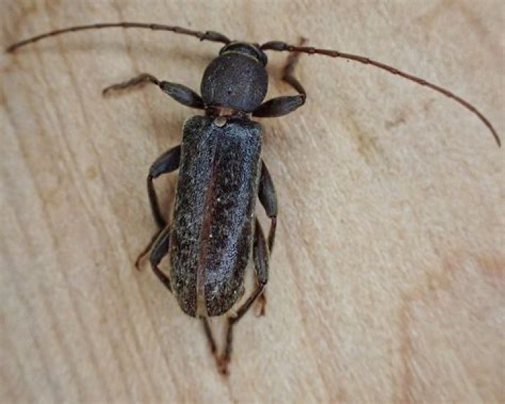 Southern Pine Beetle in Mississippi: An Overview